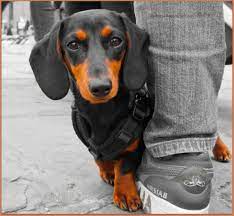 When Will A Standard Dachshund Stop Growing