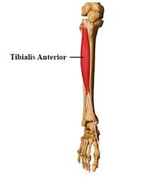 It began as an art and gradually developed into a science over the centuries. Tibialis Anterior Muscle Physiotherapy Experts Suggested Delivery Of Download Scientific Diagram