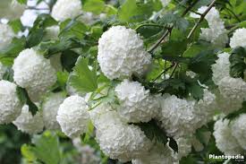 Fall is the best time for planting shrubs. Guelder Rose Tree Viburnum Opulus Facts How To Care And Prune Plantopedia