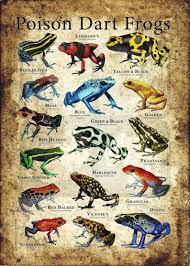 Poison Dart Frogs Poster Print Etsy In 2021 Poison Dart Frogs Dart Frog Poison Frog