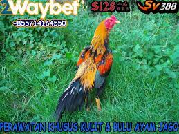 Perawatan Khusus Kulit Bulu Ayam Jago Animals