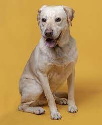 Adopt Gabe 9 On Petfinder Labrador Retriever Yellow Labrador Retriever Animal Rescue Center