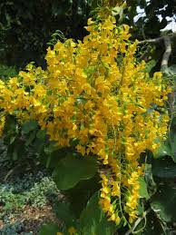 Image result for Pterocarpus rotundifolius