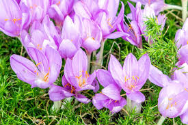 Find images of lavender flowers. 14 Best Landscape Plants With Purple Flowers