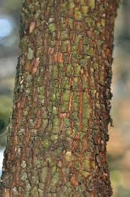 Image result for Sideroxylon inerme