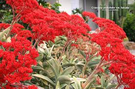 These are a sign that there are bugs. Crassula Jade And More Details Photos And Varieties