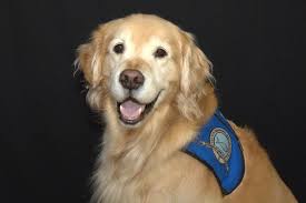 Aaron Comfort Dog added a new photo.