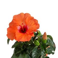 Image result for Hibiscus seineri