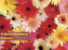 View Best Beautiful Flowers Photos Collection Colorful Gerbera Daisies Beautiful Fl Beautiful Flower Names Wedding Flowers Beautiful Flowers Pictures