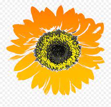 Maybe you would like to learn more about one of these? Background Sunflower Clipart Transparent Png Watercolor Free Transparent Png Images Pngaaa Com