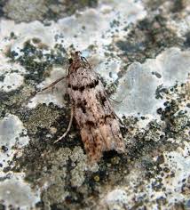 Image result for Teleiopsis diffinis