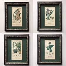 Image result for Eriochrysis