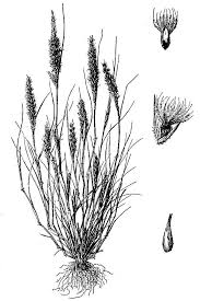 Image result for Enneapogon pretoriensis