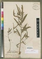 Image result for Caperonia fistulosa