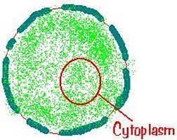 Cytoplasm The Fluid Inside A Cell Includes The Structure In The Fluid Animal Cell Animal Cell Structure Cells Project