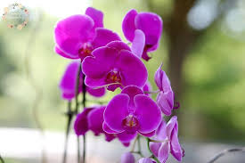 Madeline's flowers is now carrying tokyo milk! Philo Orchid Flowers Flower Shop Beautiful Blooms