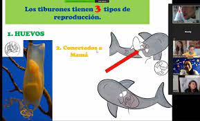 Imagen de huevo de tiburón
