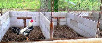 Jenis ayam asal thailand ini disebut sebagai jagoan sabung ayam. Cara Membuat Kandang Ayam Bangkok Umbaran