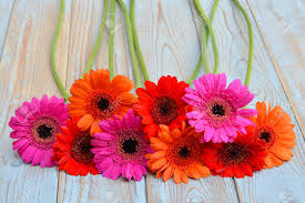Refresh the water every day and keep the flowers in a cool area out of the way of sunlight, drafts and direct heat. Colorful Gerber Daisies On A Old Wooden Shelves Background With Empty Copyspace Stock Photo Picture And Royalty Free Image Image 46592341