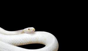 White snake animal (honor 10). White Snake Photos Royalty Free Images Graphics Vectors Videos Adobe Stock
