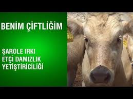 Benim Ciftligim Sarole Irki Etci Damizlik Yetistiriciligi Rol Model Isletmeler Youtube 2020 Hayvanlar