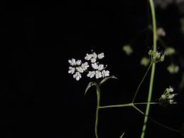 Image result for Pimpinella buchananii