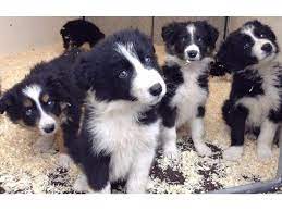 Use the options below to find your perfect canine companion! Fluffy Traditional Border Collie Puppies Animals Aguilar Colorado Announcement 60406