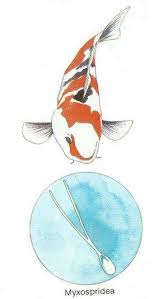 Koi Diseases Learn How To Recognize And Diagnose Koi Diseases Koi Fish Art Koi Fish