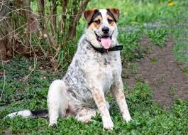 Check spelling or type a new query. Dalmation Heeler Dalmatian Blue Heeler Mix Info Pics Facts Traits Doggie Designer