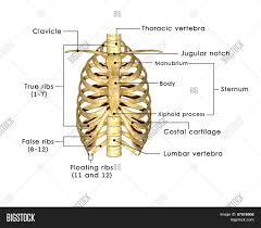 In vertebrate anatomy, ribs (latin: Ribs Labelled Image Photo Free Trial Bigstock