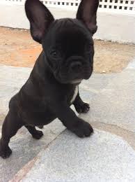 Black And Brown French Bulldog Puppies Pet Profiles Meet The Beautiful Beauregard Breaux Bulldog Puppies Cute Baby Animals Baby Dogs