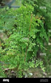 Image result for Adiantum poiretii