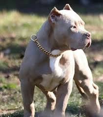 Had A Pit Named Brono That Look Just Like This Dog Pitbull Pitbullpuppies Bully Breeds Dogs Pitbull Terrier Dogs