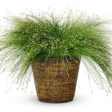 Image result for Isolepis