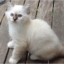 Birman Kittens For Sale Nsw Akissi Birmans Birman Cat Breeders Aust Brisbane Queensland