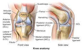 Check spelling or type a new query. Knee Anatomy Anterior View And Lateral View In Detail