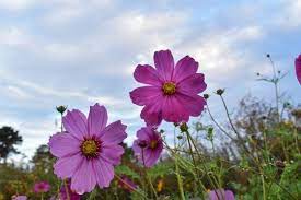 Flower Stock Photos Royalty Free Images Vectors Video Cosmos Flowers Sky And Clouds Flowers