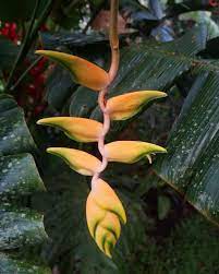 Plant Group Hawai I On Instagram Heliconia Rostrata Yellow Peru Tropicalblooms Pgh Plantgrouphawaii Exoticpla Plants Heliconia Hanging Garden