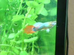 Ich würde gerne wissen, wie lange eine schildi braucht, bis sie ihre ausgewachsene größe hat? Fische Guppys Tieranzeigen Seite 7