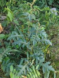Image result for Solanum richardii