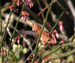 Here's a list of the best plants for hummingbirds you must. Favorite Hummingbird Plants Native Nurseries