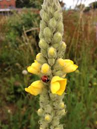 Image result for Scrophulariaceae