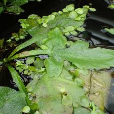 Image result for Parkeriaceae