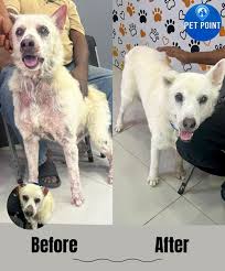 Image result for scrotum dog skin peeling