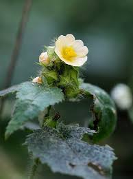 Image result for Sida urens