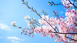Most popular among our users sakura in collection animeare sorted by number of views in the near time. Wallpaper Pink Sakura Bloom Blue Sky Spring 3840x2160 Uhd 4k Picture Image
