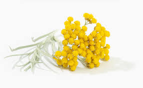 Image result for Helichrysum membranaceum