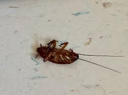 Our pest controller will even offer you some useful advice on how to avoid cockroach infestations in the future. Cockroaches Crawling On Campus News Thesouthend Wayne Edu