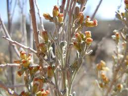 Image result for Polystachya tridentata