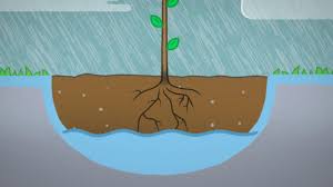 In general, fruit bushes, like berries, won't do well in this type of soil. Planting A Bare Rooted Tree Youtube